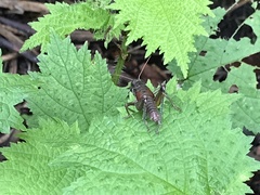 Xenocatantops brachycerus