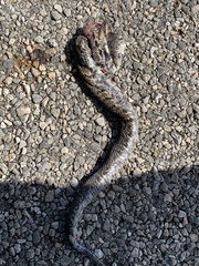 Agkistrodon piscivorus