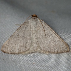 Taeniogramma tenebrosata