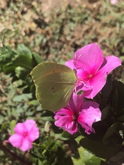 Gonepteryx cleopatra