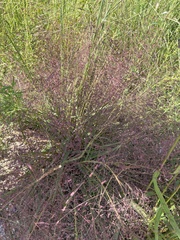 Eragrostis spectabilis