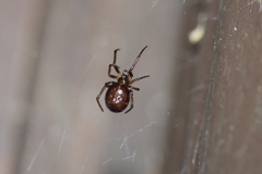 Steatoda borealis