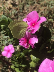 Gonepteryx cleopatra