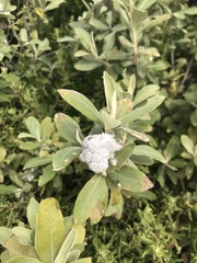 Tarchonanthus littoralis