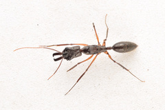 Odontomachus chelifer