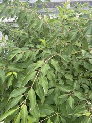Magnoliopsida