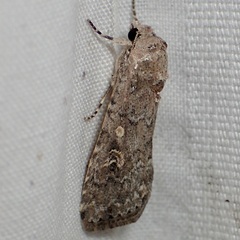 Spodoptera exigua