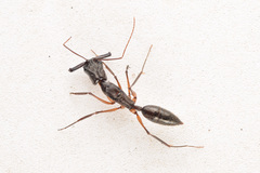 Odontomachus chelifer