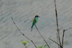 Merops viridis