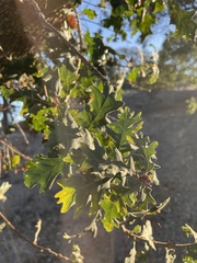 Quercus lobata