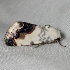 Acontia behrii