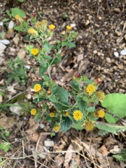 Pentanema squarrosum