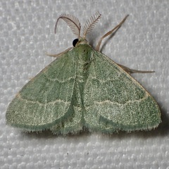 Chlorochlamys phyllinaria