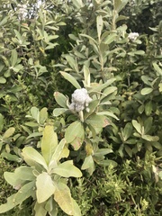 Tarchonanthus littoralis