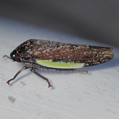 Hamana gelbata