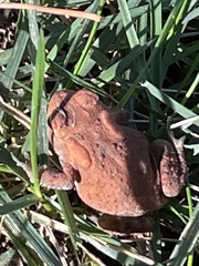 Anaxyrus americanus charlesmithi