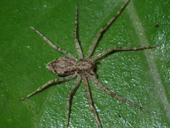 Pulchellodromus