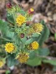 Pentanema squarrosum