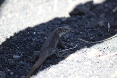 Liolaemus austromendocinus