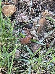 Anaxyrus americanus charlesmithi
