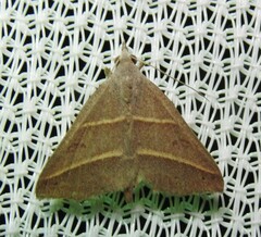 Hemeroplanis parallela