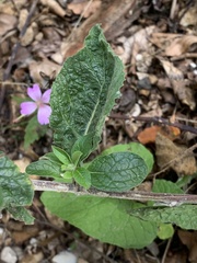 Pentanema squarrosum