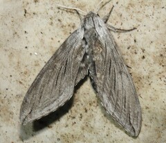 Sphinx chersis