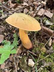 Suillellus luridus