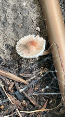 Lepiota rubrotinctoides