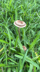 Panaeolus foenisecii