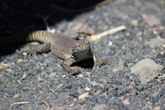Liolaemus austromendocinus