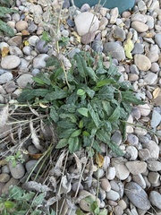 Ajuga reptans