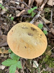 Suillellus luridus