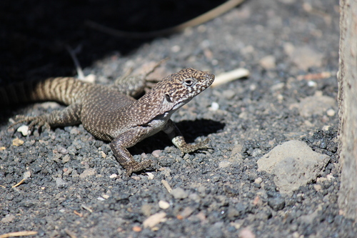 Austromendocino Tree Iguana