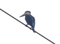 Pelargopsis capensis