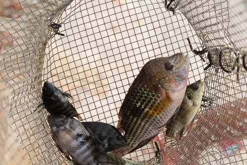 Andinoacara rivulatus