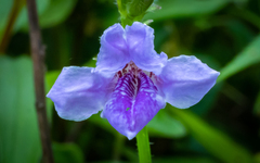 Asystasia dalzelliana
