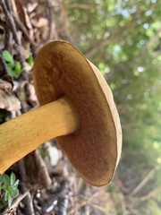 Suillellus luridus