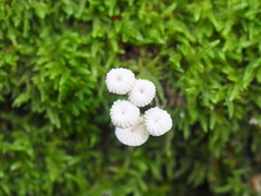 Marasmius rotula