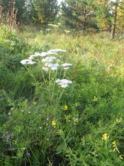Achillea asiatica