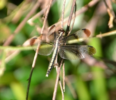 Neurothemis tullia