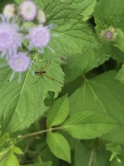 Leucauge