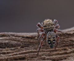Phidippus insignarius