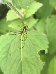 Leucauge