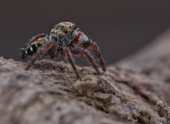 Phidippus insignarius