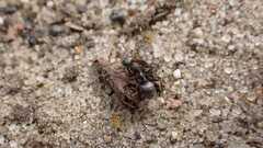 Formica cinerea