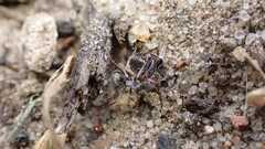 Formica cinerea