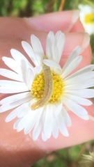 Evergestis forficalis