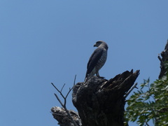 Circaetus fasciolatus