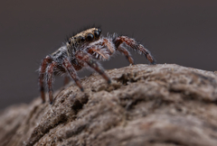 Phidippus insignarius